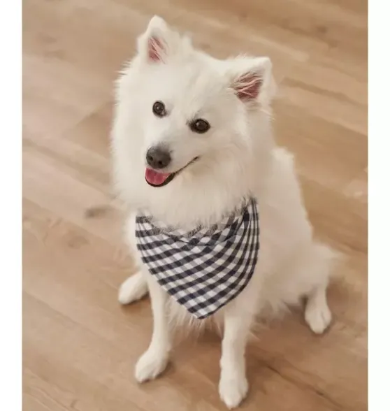Light Blue Gingham Dog Bandana