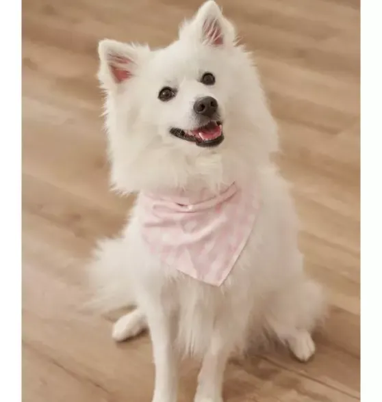 Pink Gingham Dog Bandana
